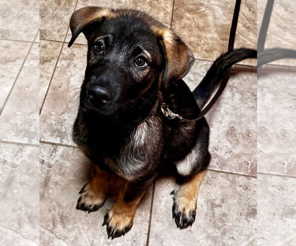 Medium Photo #4 German Shepherd Dog-Unknown Mix Puppy For Sale in New Hill, NC, USA