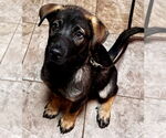 Small #3 German Shepherd Dog Mix
