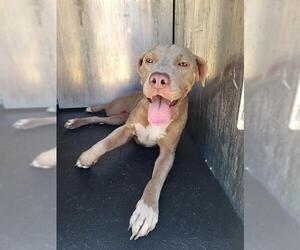 Unknown-Weimaraner Mix Dogs for adoption in San Antonio, TX, USA