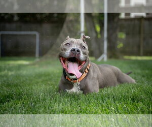 Faith - Female American Pit Bull Terrier Dog for Adoption - Photo #4
