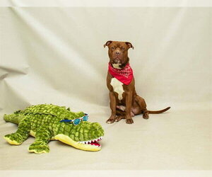 Mutt Dogs for adoption in Sanford, FL, USA