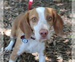 Small #7 Beagle