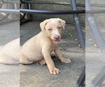 Small #5 Labrador Retriever