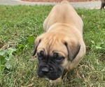 Small Photo #6 Cane Corso Puppy For Sale in MOORESBORO, NC, USA