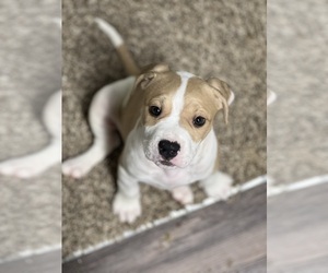 American Bully-Cane Corso Mix Puppy for sale in CORNELIUS, NC, USA