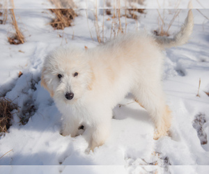 Mother of the Bordoodle puppies born on 02/19/2025