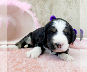 Bernedoodle (Miniature) Puppy for sale in ROY, UT, USA