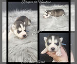 Small Photo #56 Siberian Husky Puppy For Sale in BLOOMFIELD, IN, USA