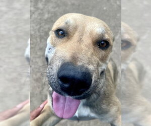 Mutt Dogs for adoption in Riverside, CA, USA