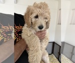 Small #3 Goldendoodle