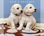 Small Photo #7 English Cream Golden Retriever-Poodle (Standard) Mix Puppy For Sale in CEDAR GAP, MO, USA