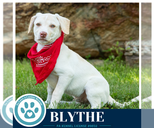 Medium Photo #8 Labrador Retriever-Unknown Mix Puppy For Sale in Kimberton, PA, USA