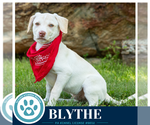 Small #7 Labrador Retriever Mix
