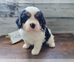 Small Photo #1 Bernese Mountain Dog-Cavalier King Charles Spaniel Mix Puppy For Sale in CUBA CITY, WI, USA