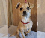 Small #1 Chihuahua Mix