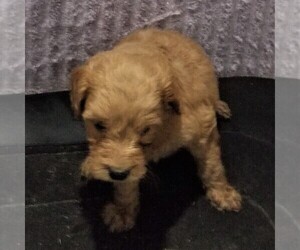 Goldendoodle-Poodle (Miniature) Mix Puppy for sale in ARTHUR, IL, USA