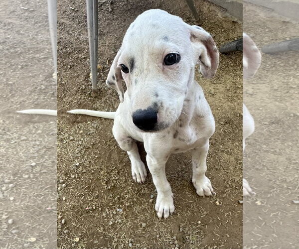 Medium Photo #2 Beagle-Unknown Mix Puppy For Sale in Apple Valley, CA, USA