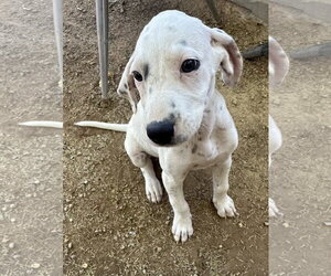 Willow - Female Beagle-Unknown Mix Dog for Adoption - Photo #2