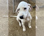 Small Photo #2 Beagle-Unknown Mix Puppy For Sale in Apple Valley, CA, USA
