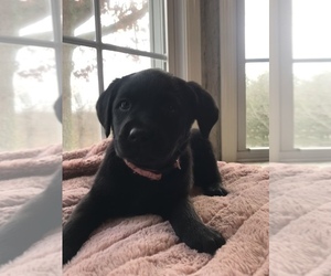 Labrador Retriever Puppy for sale in DIXON, KY, USA
