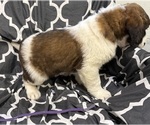 Small #8 Saint Bernard