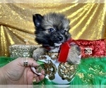 Small #39 Pomeranian