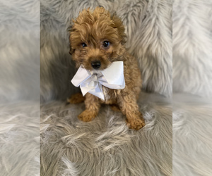 Pomeranian-Poodle (Toy) Mix Puppy for sale in BEECH GROVE, IN, USA