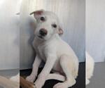 Small Labrador Retriever Mix