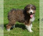 Small Photo #10 Sheltidoodle Puppy For Sale in SHIPPENSBURG, PA, USA