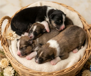 Shetland Sheepdog Puppy for sale in Lagrace-Dieu, Occitanie, France