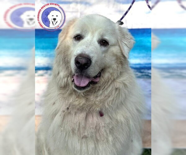 Medium Photo #6 Great Pyrenees Puppy For Sale in Spring, TX, USA