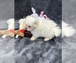 Small Photo #13 Mal-Shi Puppy For Sale in SILEX, MO, USA