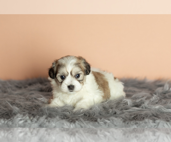 Medium Photo #8 Zuchon Puppy For Sale in WOLCOTTVILLE, IN, USA