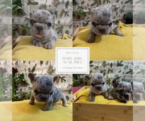 French Bulldog Puppy for sale in LAS VEGAS, NV, USA