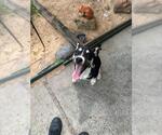 Small German Shepherd Dog Mix