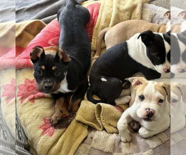 Medium Photo #4 American Pit Bull Terrier-Unknown Mix Puppy For Sale in Hayward, CA, USA