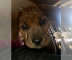 Small Photo #2 America Bandogge Mastiff-Mastiff Mix Puppy For Sale in FORT GARLAND, CO, USA