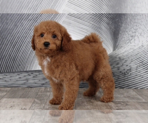 Goldendoodle (Miniature) Puppy for sale in WESTPOINT, IN, USA