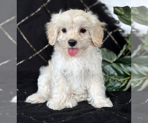 Cav-A-Malt Puppy for sale in ROCK STREAM, NY, USA