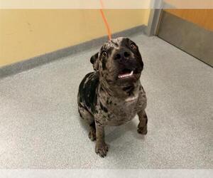 Catahoula Leopard Dog-Unknown Mix Dogs for adoption in Orange, CA, USA