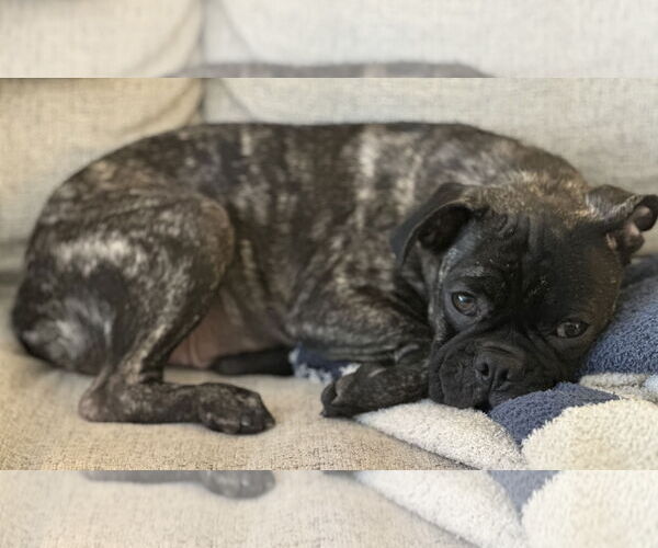 Medium Photo #5 Pug Puppy For Sale in Dumont, NJ, USA