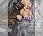 Small Photo #2 French Bulldog Puppy For Sale in COFFEYVILLE, KS, USA