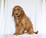 Small Photo #1 Goldendoodle (Miniature) Puppy For Sale in GAP, PA, USA