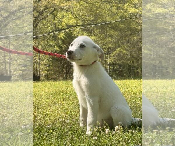 Medium Photo #4 Great Pyrenees-Unknown Mix Puppy For Sale in Yardley, PA, USA