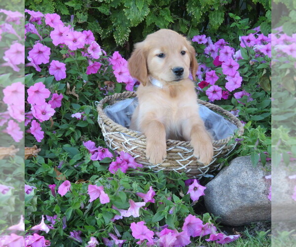 Medium Photo #4 Golden Retriever Puppy For Sale in THORP, WI, USA