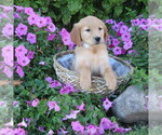 Small #3 Golden Retriever