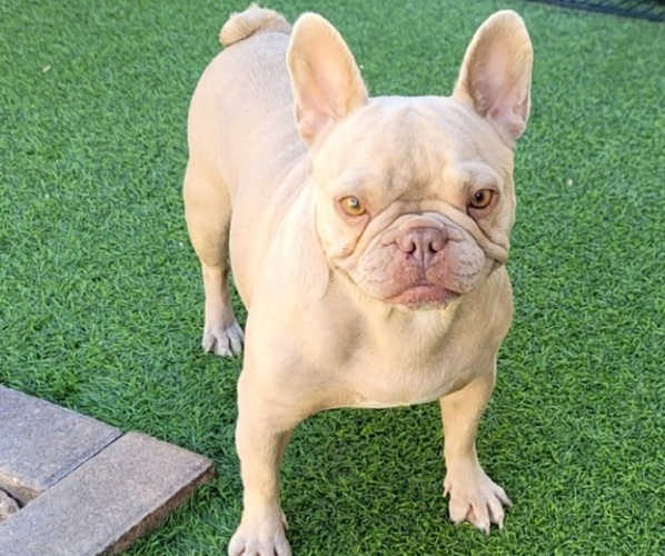 Medium Photo #3 French Bulldog Puppy For Sale in LAS VEGAS, NV, USA