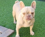 Small #2 French Bulldog