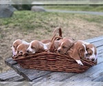 Small Photo #1 Basset Hound Puppy For Sale in ORLAND, CA, USA