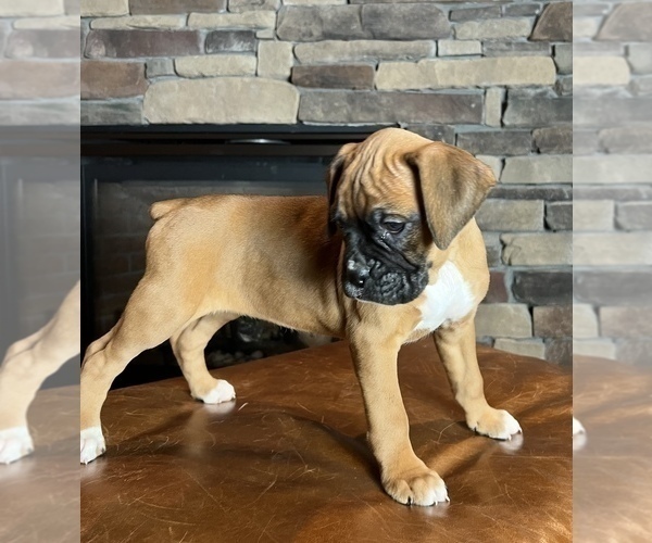 Medium Photo #3 Boxer Puppy For Sale in NOBLESVILLE, IN, USA